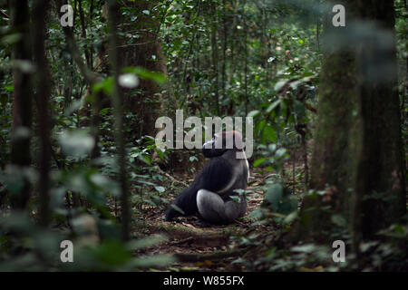 Pianura occidentale (gorilla Gorilla gorilla gorilla) maschio dominante silverback 'Makumba' invecchiato 32 anni seduto in una radura, Bai Hokou, Dzanga Sangha densa speciale riserva forestale, Repubblica Centrafricana. Dicembre 2011. Foto Stock