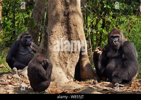 Pianura occidentale (gorilla Gorilla gorilla gorilla) maschio dominante silverback 'Makumba' invecchiato 32 anni alimentazione su legno marcio da un albero femmina mentre 'Malui' e i loro capretti figlio 'Tembo' di età compresa tra i 4 anni di sedersi e aspettare il loro turno, Bai Hokou, Dzanga Sangha densa speciale riserva forestale, Repubblica Centrafricana. Dicembre 2011. Foto Stock