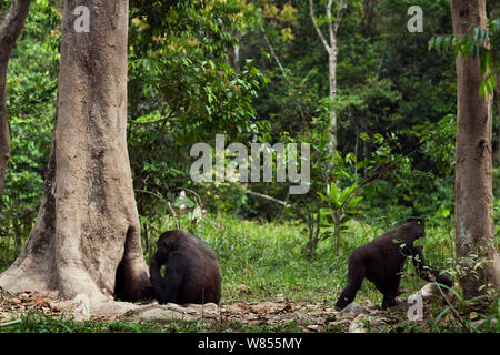 Pianura occidentale (gorilla Gorilla gorilla gorilla) femmina 'Malui' alimentazione su legno marcescente da un foro in un albero, giovane gorilla nelle vicinanze, Bai Hokou, Dzanga Sangha densa speciale riserva forestale, Repubblica Centrafricana. Dicembre 2011. Foto Stock