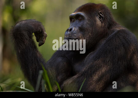 Pianura occidentale (gorilla Gorilla gorilla gorilla) sub-maschio adulto 'Kunga' invecchiato 13 anni guardando la sua mano, Bai Hokou, Dzanga Sangha densa speciale riserva forestale, Repubblica Centrafricana. Dicembre 2011. Foto Stock