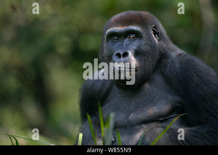 Pianura occidentale (gorilla Gorilla gorilla gorilla) sub-maschio adulto 'Kunga' invecchiato 13 anni testa e spalle ritratto, Bai Hokou, Dzanga Sangha densa speciale riserva forestale, Repubblica Centrafricana. Dicembre 2011. Foto Stock