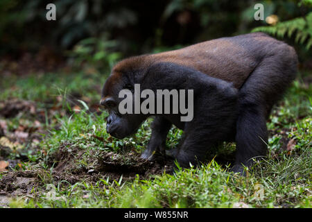 Pianura occidentale (gorilla Gorilla gorilla gorilla) sub-maschio adulto 'Kunga' invecchiato 13 anni bere a Bai Hokou, Dzanga Sangha densa speciale riserva forestale, Repubblica Centrafricana. Novembre 2011. Foto Stock