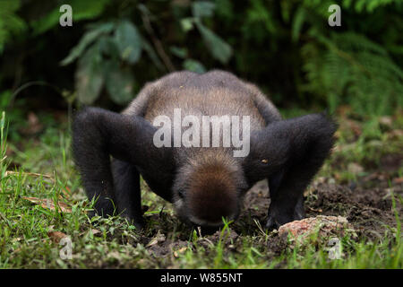 Pianura occidentale (gorilla Gorilla gorilla gorilla) sub-femmina adulta 'Mosoko' di età compresa tra i 8 anni di bere il Bai Hokou, Dzanga Sangha densa speciale riserva forestale, Repubblica Centrafricana. Novembre 2011. Foto Stock