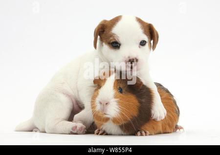 Jack Russell Terrier cucciolo, 4 settimane e di cavia. Foto Stock