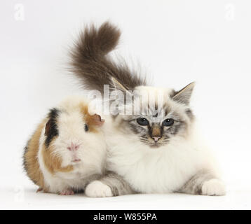 Tabby point Birman cat e di cavia, Gyzmo. Foto Stock