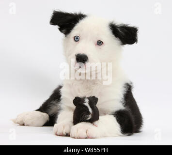 Bianco e nero Border Collie e cucciolo di cavia. Foto Stock