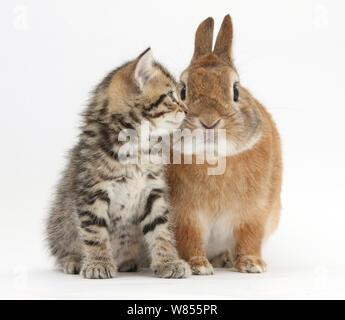 Tabby kitten, Stanley, 5 settimane, occhio per occhio con Netherland Dwarf croce di coniglio, Pietro. Foto Stock