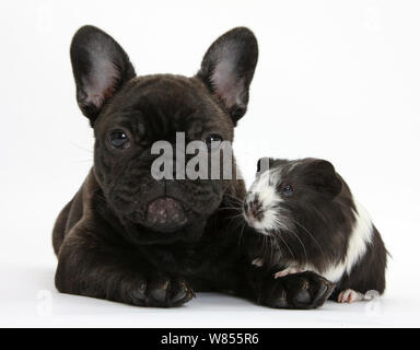 Dark brindle bulldog francese cucciolo, Bacco, 9 settimane, con la Guinea Pig. Foto Stock