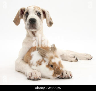Alano cucciolo, Tia, 14 settimane, con marrone e bianco coniglio. Foto Stock