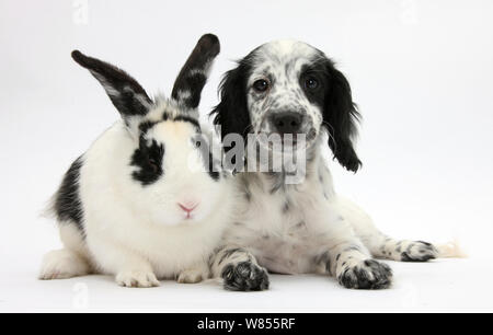 Bianco e nero Border Collie x Cocker Spaniel cucciolo, 11 settimane, con abbinamento di coniglio. Foto Stock