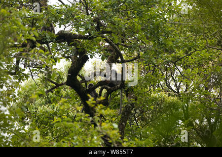 Phayre foglia della scimmia (Trachypithecus phayerei) Galligong montagna, Yunnan, Cina, può Foto Stock