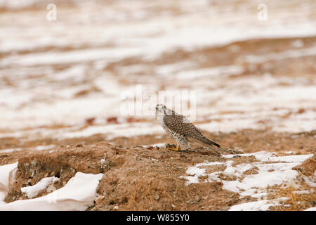 Saker falcon (Falco cherrug) su terreno innevato, Sanjiangyuan, Qinghai, Cina, dicembre Foto Stock