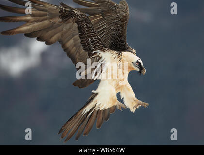 Lammergeier (Gypaetus barbatus) adulto battenti, in Spagna, in novembre. Affascinanti uccelli ex libris. Foto Stock