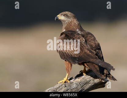 Nibbio bruno (Milvus migrans) arroccato profilo, Spagna Marzo Foto Stock