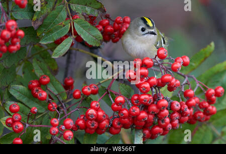 Goldcrest (Regulus regulus) mangiando i frutti di bosco, Uto Finlandia Settembre Foto Stock