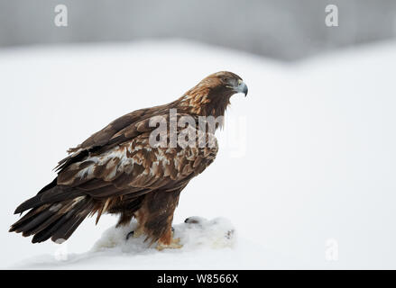 Aquila reale (Aquila chrysaetos) nella neve, sulla montagna preda di lepre, Kuusamo Finlandia Febbraio Foto Stock