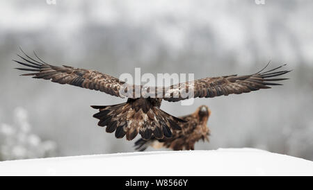 Aquila reale (Aquila chrysaetos) uno terre vicino a un altro già sulla coperta di neve la terra, Kuusamo Finlandia Febbraio Foto Stock