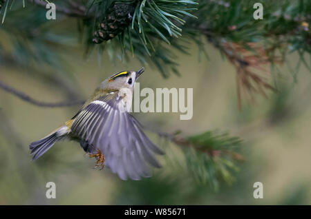 Goldcrest (Regulus regulus) volare verso il pino, Uto Finlandia Settembre Foto Stock