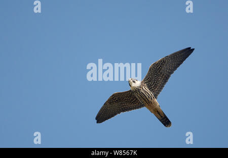 Hobby (Falco Subbuteo®) vista laterale inferiore del bambino in volo, Svezia Settembre Foto Stock