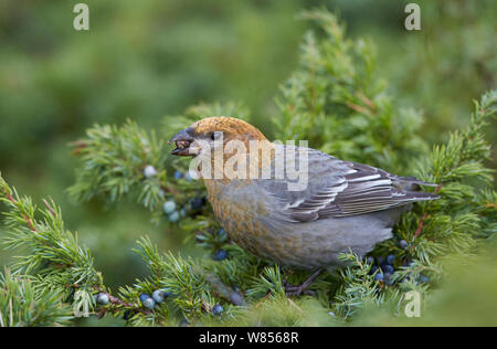 Pine Grosbeak (Pinicola enucleator) mangiando bacche di ginepro, Uto Finlandia Ottobre Foto Stock