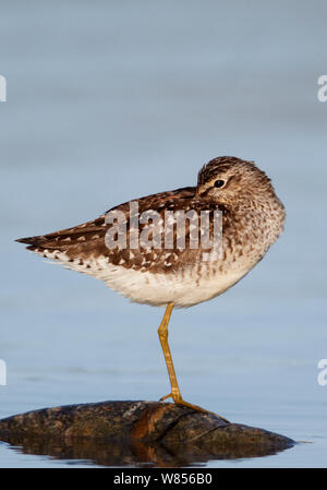 Wood Sandpiper (Tringa glareola) di appoggio in acque poco profonde, Uto La Finlandia può Foto Stock