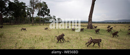 Babbuino oliva (papio anubis cynocephalus) truppa rovistando a bordo del bosco, Masai Mara riserva nazionale del Kenya. Marzo Foto Stock