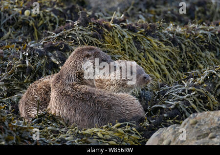 Due comunità Lontra di fiume (Lutra lutra) cubs in appoggio sul litorale, Isole Shetland Scozia, Regno Unito, ottobre. Foto Stock