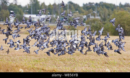 Piccioni selvatici (Columba livia) gregge volando sul campo nei pressi di Helsinki, Finlandia, settembre Foto Stock