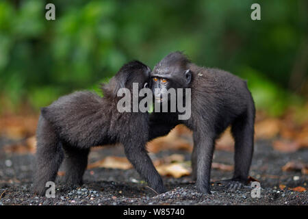 Celebes / Nero macaco crestato (Macaca nigra) novellame giocare insieme, Tangkoko National Park, Sulawesi, Indonesia. Foto Stock