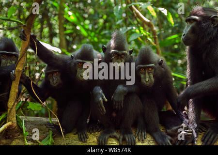 Celebes / Nero macaco crestato (Macaca nigra) gruppo guardando con curiosità, Tangkoko National Park, Sulawesi, Indonesia. Foto Stock