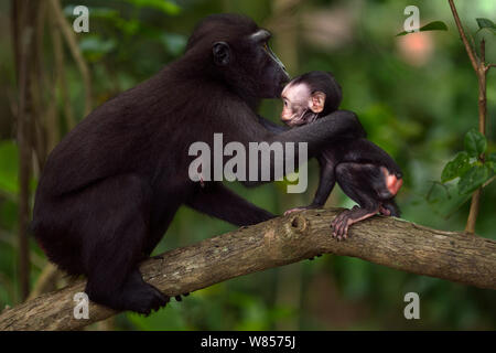Celebes / Nero macaco crestato (Macaca nigra) femmina raccogliere il suo bambino di muoversi, Tangkoko National Park, Sulawesi, Indonesia. Foto Stock