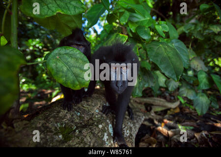 Celebes / Nero macaco crestato (Macaca nigra) novellame si avvicina con curosity, Tangkoko National Park, Sulawesi, Indonesia. Foto Stock