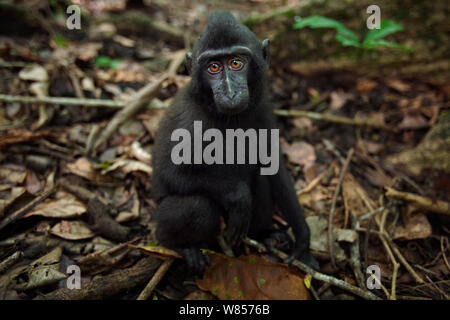 Celebes / Nero macaco crestato (Macaca nigra) di neonati di età compresa tra 9-12 mesi seduto sul pavimento di foresta, Tangkoko National Park, Sulawesi, Indonesia. Foto Stock