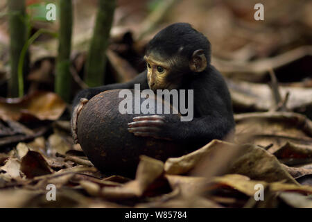 Celebes / Nero macaco crestato (Macaca nigra) 'Alpha' baby femmina dell'età di circa 1 mese giocando con un guscio di noce di cocco, Tangkoko National Park, Sulawesi, Indonesia. Foto Stock