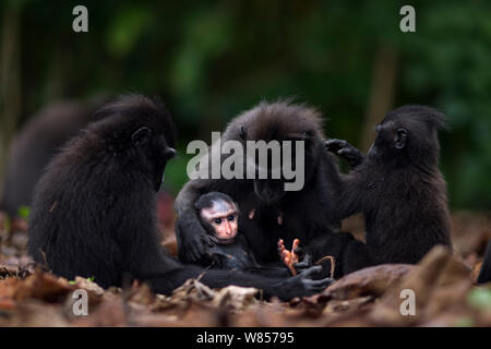 Celebes / Nero macaco crestato (Macaca nigra) femmina, neonati e baby toelettatura, Tangkoko National Park, Sulawesi, Indonesia. Foto Stock