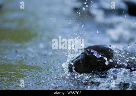 Celebes / Nero macaco crestato (Macaca nigra) nuotare nel fiume, Tangkoko National Park, Sulawesi, Indonesia. Foto Stock