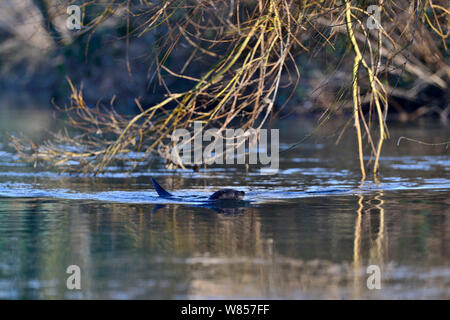 Unione Lontra di fiume (Lutra lutra) nuoto. Fiume Thet, Norfolk, Regno Unito, Marzo. Foto Stock