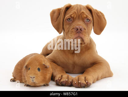 Dogue de Bordeaux cucciolo, Freya, 10 settimane, con il rosso di cavia. Foto Stock