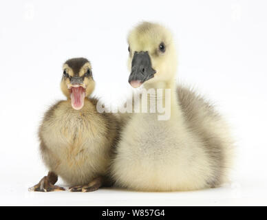 Croce Embden Graylag Gosling e Mallard anatroccolo. Foto Stock