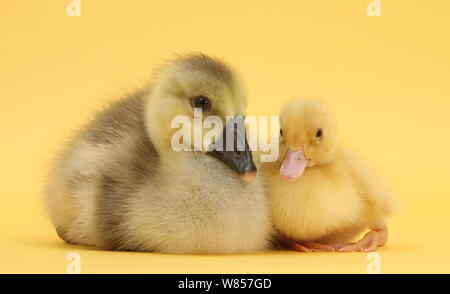 Gosling giallo e anatroccolo su sfondo giallo. Foto Stock