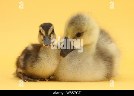 Gosling e anatroccolo insieme su sfondo giallo. Foto Stock