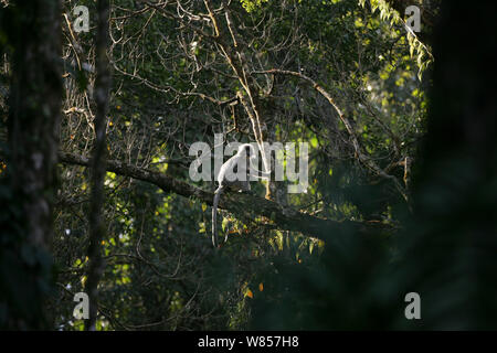 Phayre foglia della scimmia (Trachypithecus phayrei), animale selvatico nella struttura ad albero, specie in via di estinzione, Jailigong montagne della provincia di Yunnan in Cina. Foto Stock