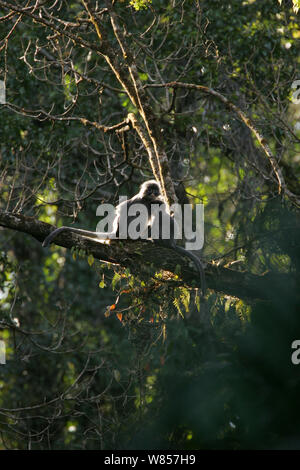 Phayre foglia della scimmia (Trachypithecus phayrei), animali selvatici nella struttura ad albero, specie in via di estinzione, Jailigong montagne della provincia di Yunnan in Cina. Foto Stock