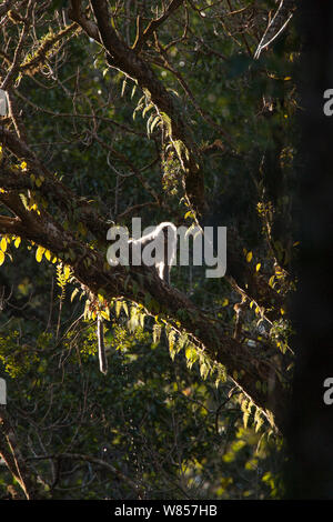 Phayre foglia della scimmia (Trachypithecus phayrei), animale selvatico nella struttura ad albero, specie in via di estinzione, Jailigong montagne della provincia di Yunnan in Cina. Foto Stock