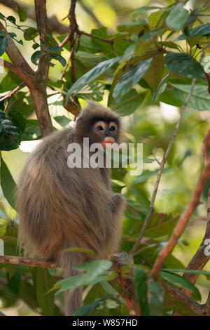 Phayre foglia della scimmia (Trachypithecus phayrei), animale selvatico, specie in via di estinzione, Jailigong montagne della provincia di Yunnan in Cina. Foto Stock