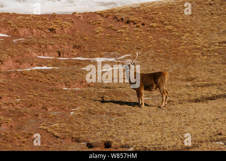 Wild White-Lipped Deer (Przewalskium albirostris)maschio, Kekexili, Qinghai, altopiano Tibetano, Cina. Le specie vulnerabili. Foto Stock