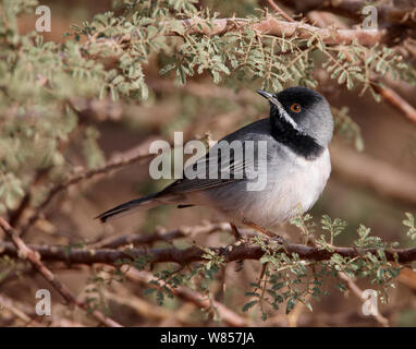 La Ruppell trillo (Sylvia rueppelli) maschio, Eliat, Israele, Marzo Foto Stock