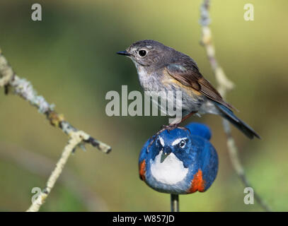 Rosso-fiancheggiata Bluetail (Tarsiger cyanurus) capretti maschio, seduti su decoy di maschio adulto, Kuusamo, Finlandia, Giugno Foto Stock