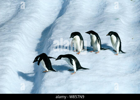 Adelie Penguin, (Pygoscelis adeliae), gli adulti su iceberg off Paulet Island, Mare di Weddell, Antartide Foto Stock