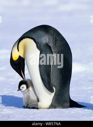 Pinguino imperatore (Aptenodytes forsteri) con pulcino, Cape Crozier, Mare di Ross, Antartide Foto Stock